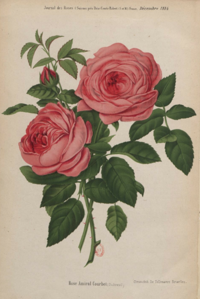 File:Rose Amiral Courbet.png