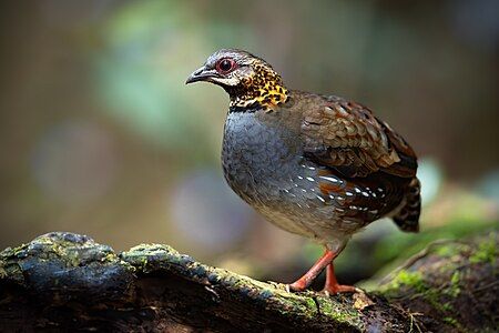 Rufous-throated partridge, by JJ Harrison