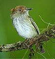 Buonaventura Reserve, Umbrella Bird Lodge - Ecuador