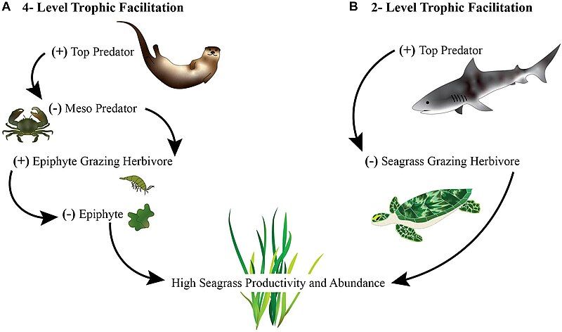 File:Seagrass trophic facilitations.jpg