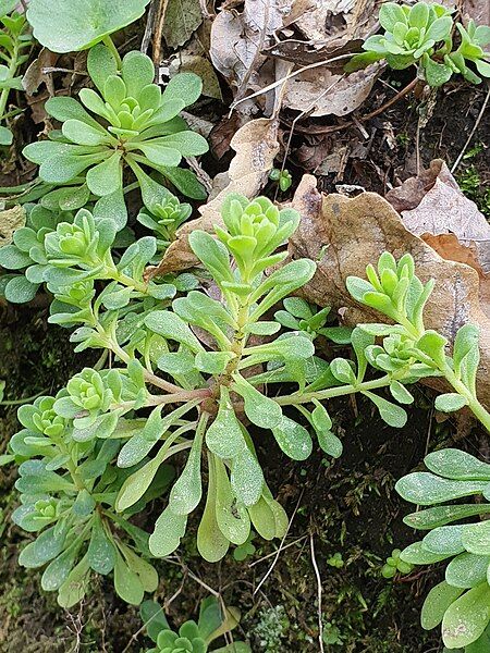 File:Sedum cepaea 184488503.jpg