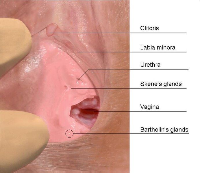 File:Skenes gland.jpg