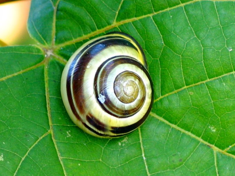 File:Snail 0075.jpg