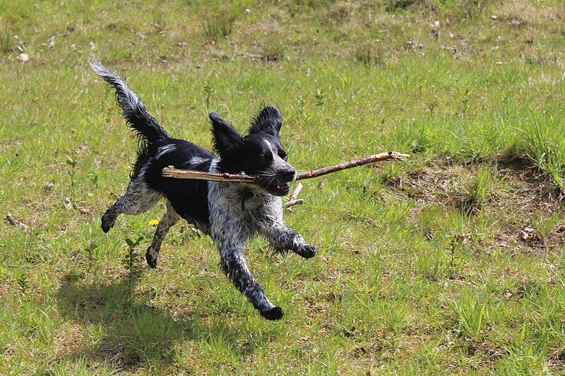 File:Spaniel Fetching.jpg