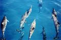 Image 13Spinner dolphins (from Micronesia)