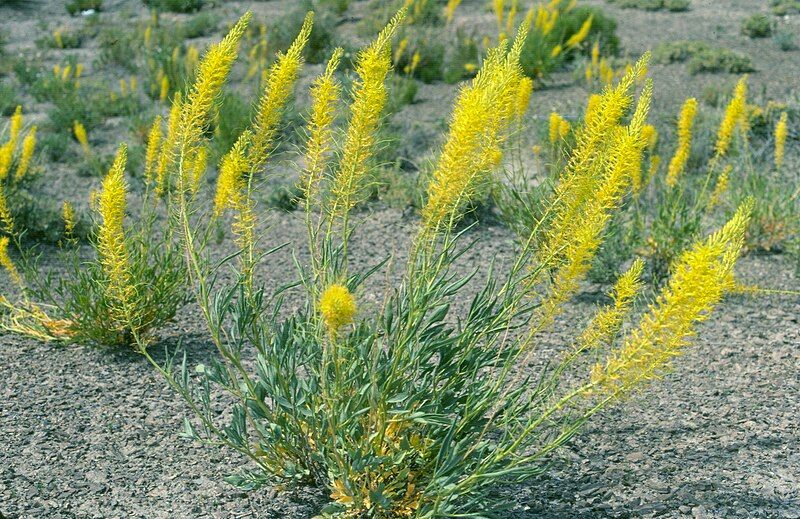 File:Stanleya pinnata USDA.jpg