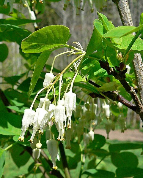 File:Staphylea bolanderi 2.jpg