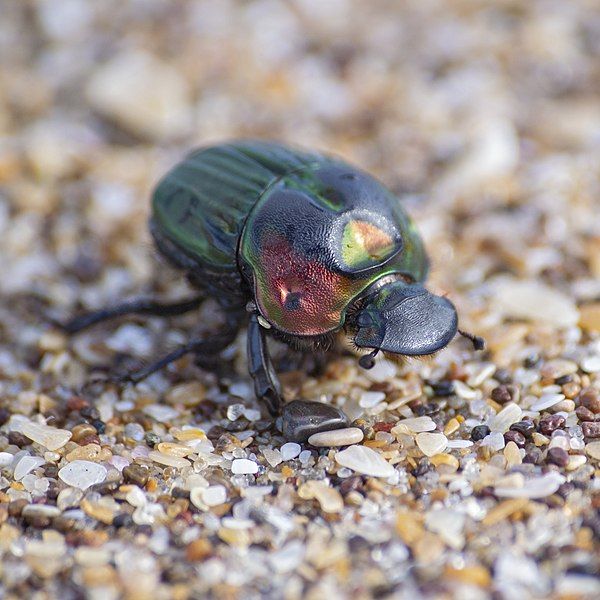 File:Sulcophanaeus menelas female.jpg