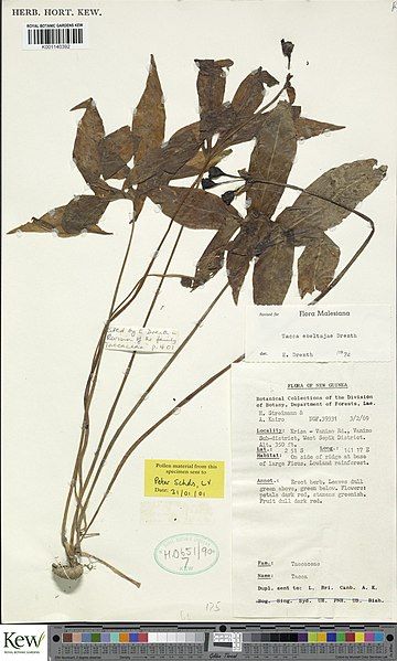 File:Tacca ebeltajae.jpg