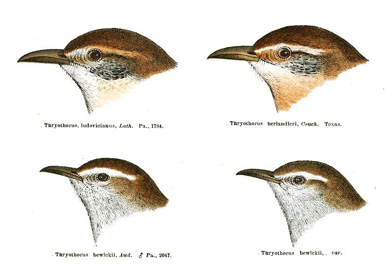 File:Thryothorus heads.jpg