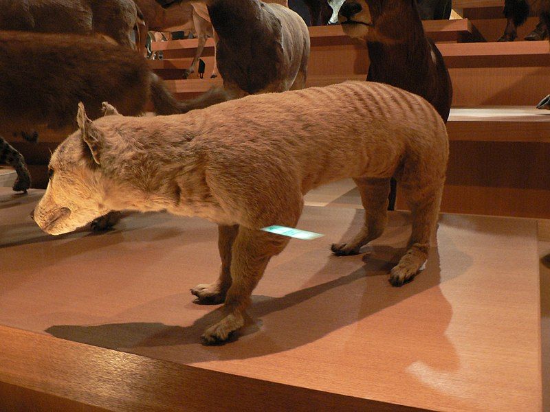 File:Thylacine.jpg