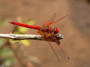 A Kirby's Dropwing (Trithemis kirbyi) in Tsumeb, Namibia