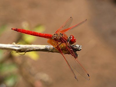 Trithemis kirbyi, by Hans Hillewaert