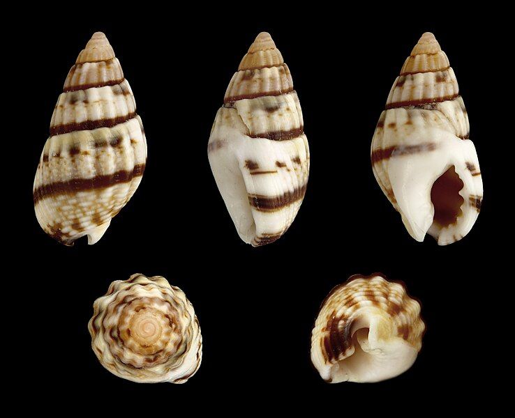 File:Tritia cuvierii 01.jpg