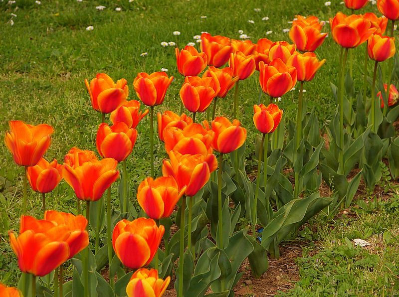 File:Tulip 00126-27.jpg