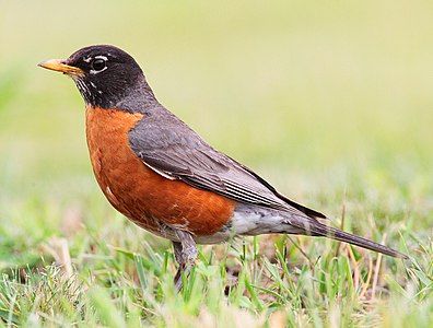 American robin, by Mdf