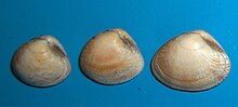 Venerupis aurea, a bivalve from the family Veneridae