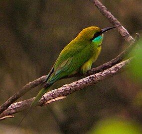 A Green Bee-Eater found in the Kalenjimale