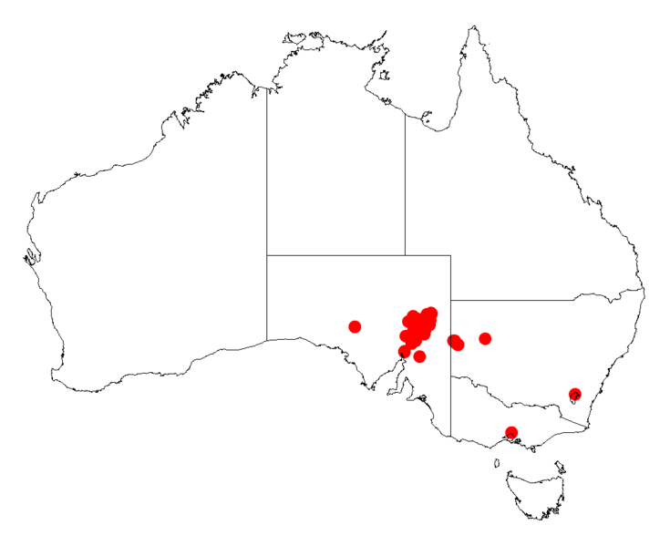 File:Acacia rivalisDistMap772.png