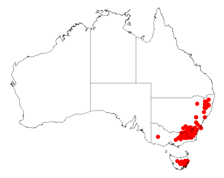 File:Acacia siculiformisDistMap819.png