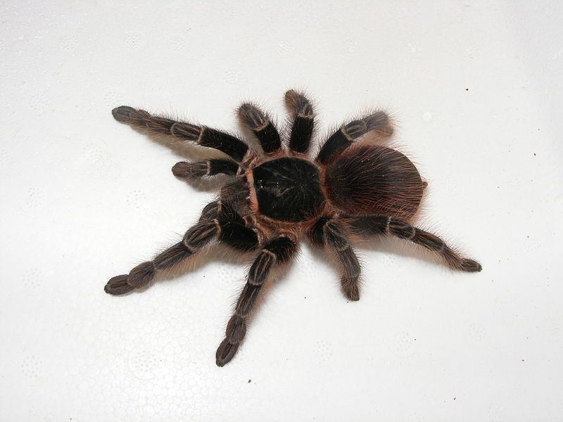 File:Acanthoscurria chacoana.jpg