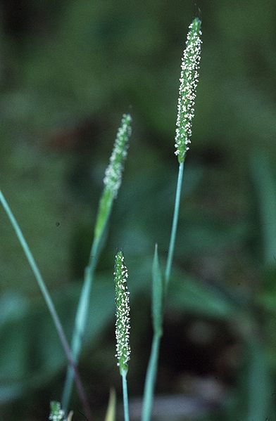 File:Alopecurus carolinianus top.jpg