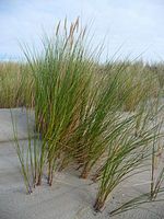 sandy habitat