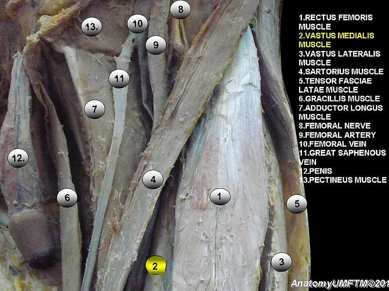 File:Anatomical dissection2.JPG