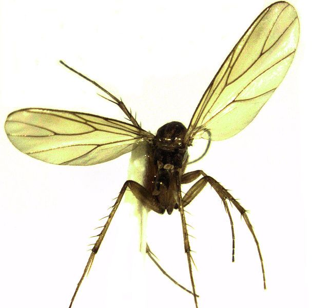 File:Anomalomyia guttata.jpg