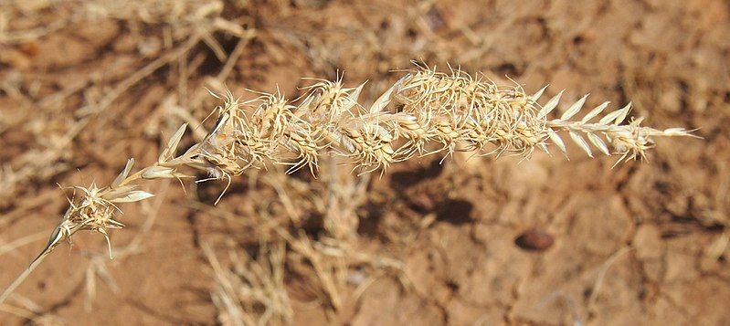 File:Astrebla squarrosa seeds.jpg