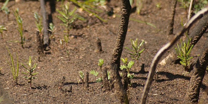 File:B telmatiaea seedlings.jpg