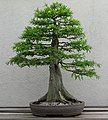 Bald Cypress