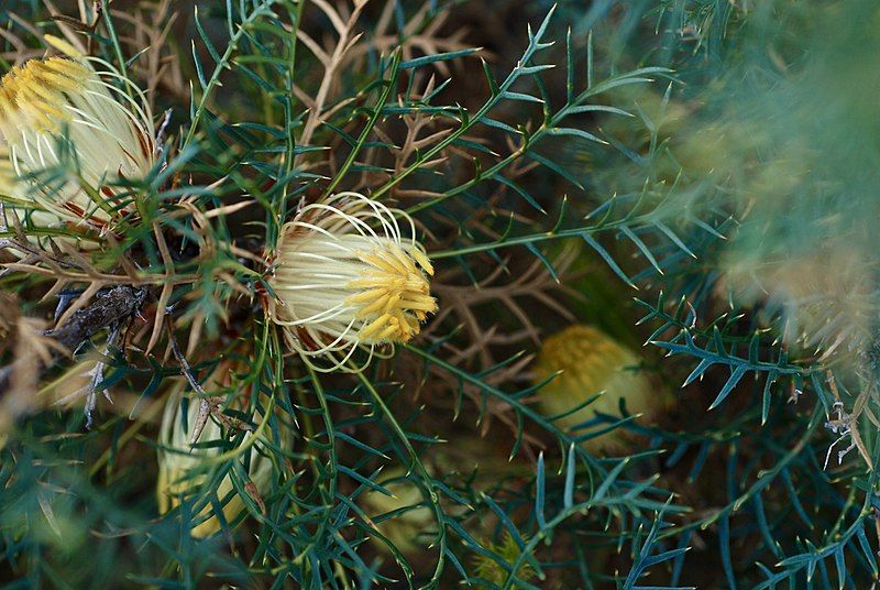 File:Banksia recurvistylis.jpg