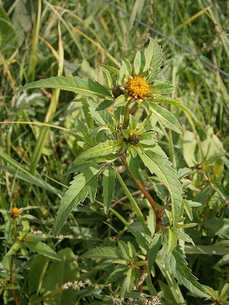 File:Bidens tripartita 01.JPG