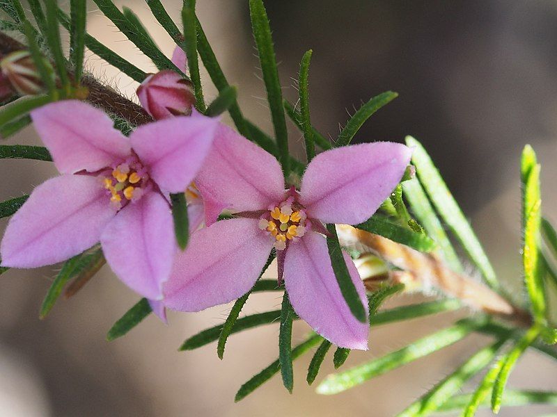 File:Boronia stricta.jpg