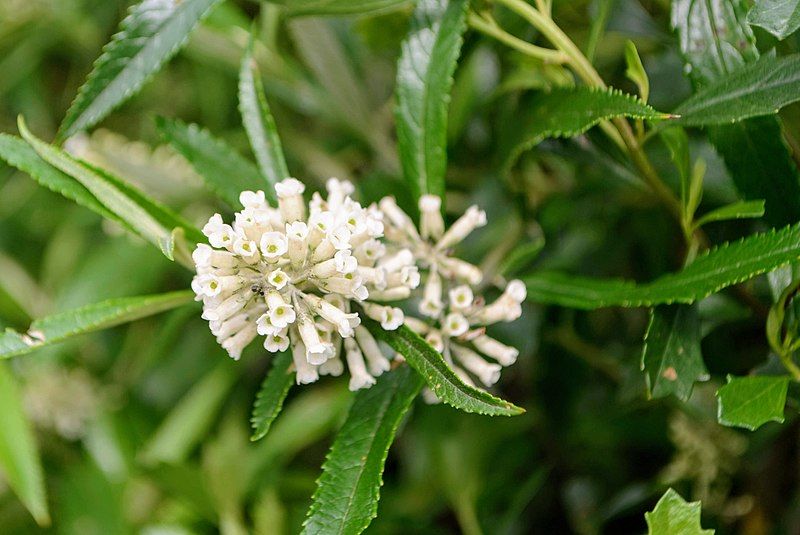 File:Buddleja thyrsoides.jpg