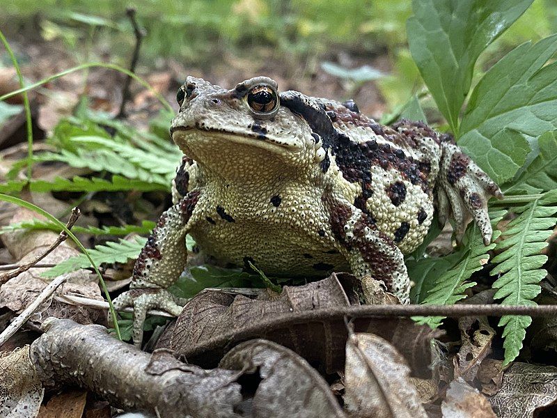 File:Bufo gargarizans 83959018.jpg