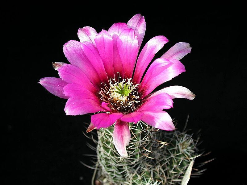 File:Cactus plant petailed.jpg