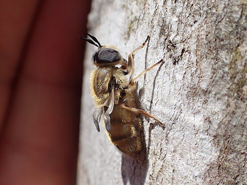 File:Callicera erratica.jpg