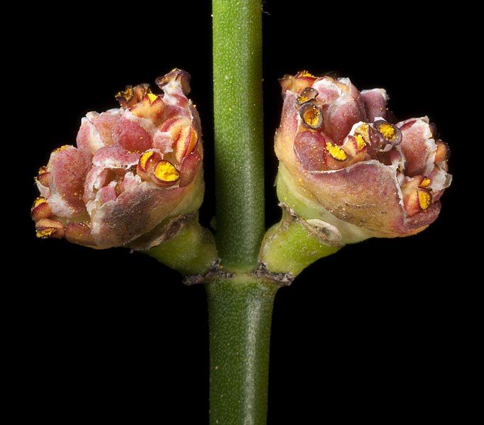 File:Calycopeplus paucifolius (15432406691).jpg