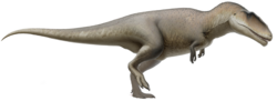 Carcharodontosaurus (flipped, cropped)