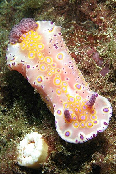 File:Ceratosoma brevicaudatum 3.jpg