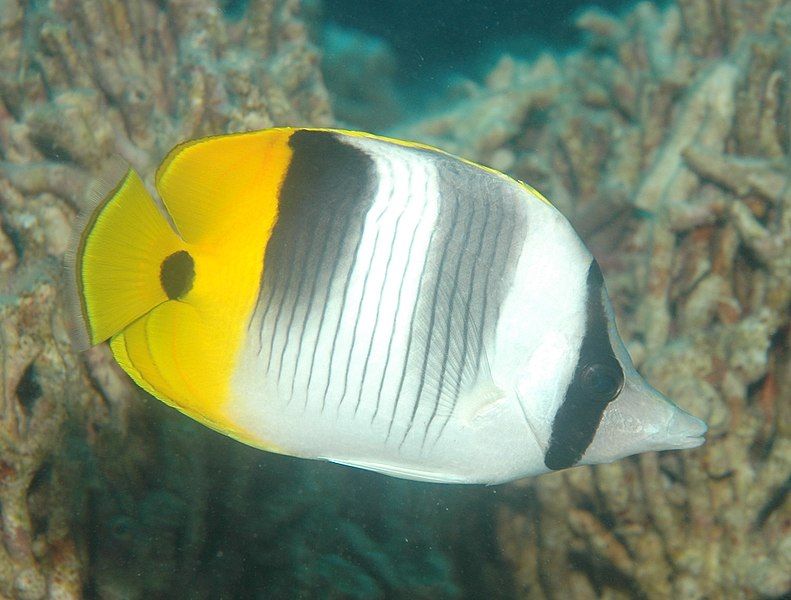 File:Chaetodon ulietensis.jpg