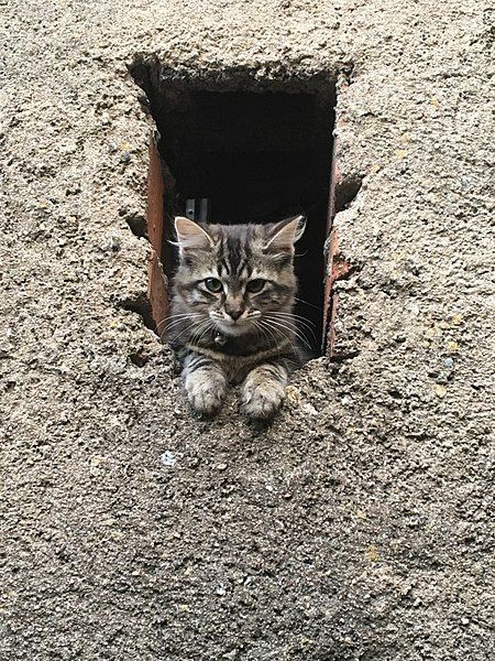 File:Chat domestique métisse.jpg