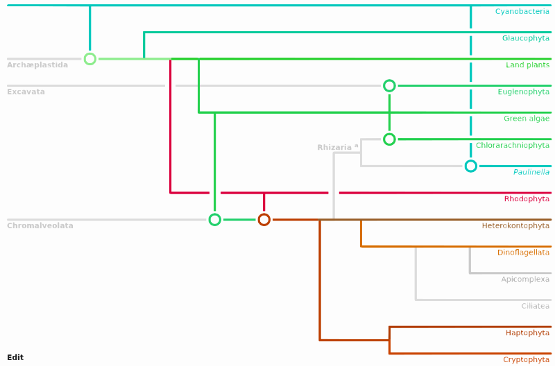 File:Chloroplast Cladogram.svg