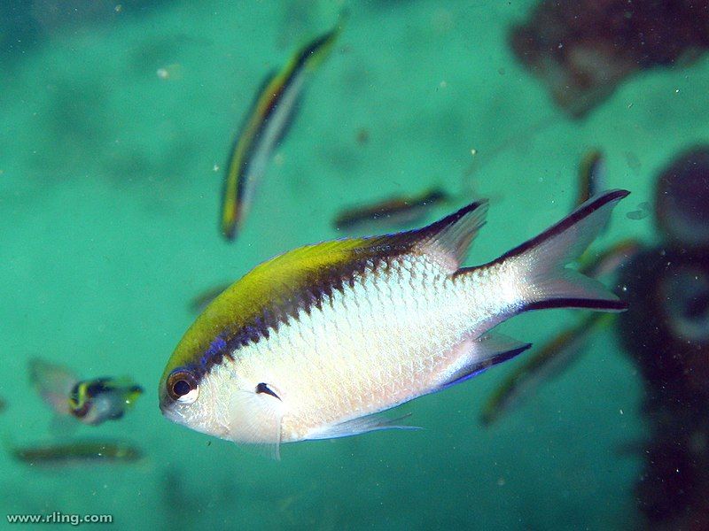 File:Chromis nitida.jpg