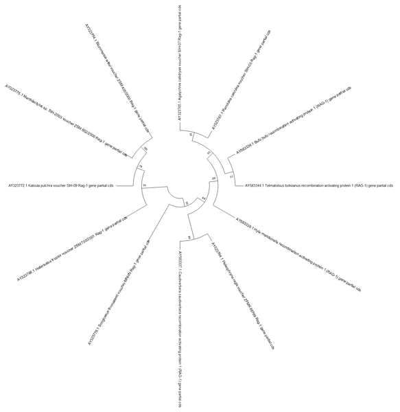 File:Circular tree.png