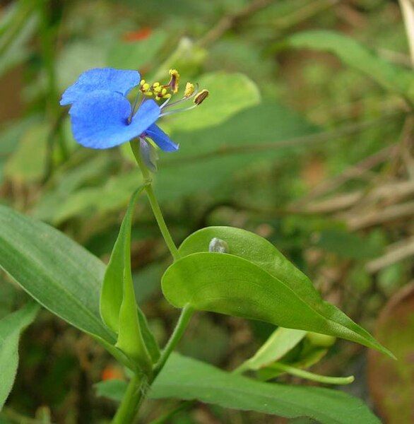 File:Commelina turned CCW.jpg