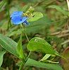 Carolina dayflower