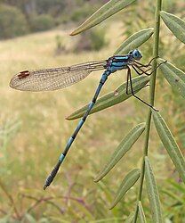 Blue Damselfly